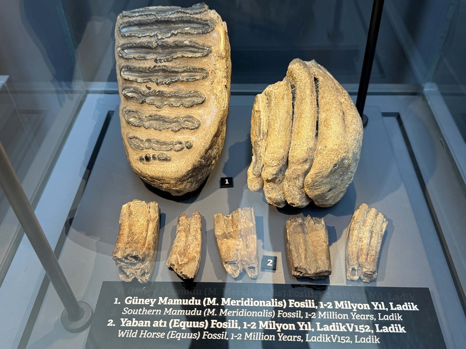 14 yıl önce tesadüfen bulundu: Samsun Müzesi'nde mamut fosili bulundu - 2