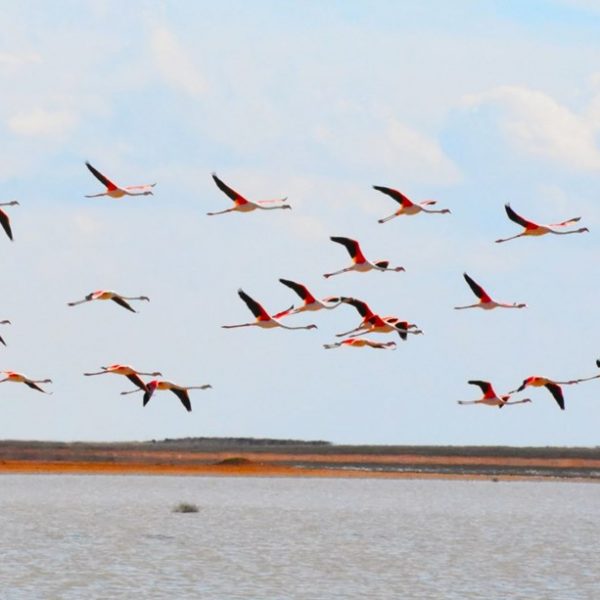 Tuz Gölü yaz flamingolarına ev sahipliği yapmaya başladı