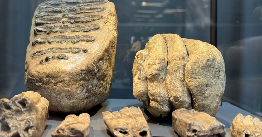 14 yıl önce tesadüfen bulundu: Samsun Müzesi’nde mamut fosili bulundu